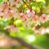 Styrax Japonica Pink Chimes - Styrax Du Japon -Naturelle Boutique Styrax japonica Pink Chimes copyright 1008671 1