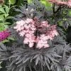 Sureau Noir - Sambucus Nigra Straight Laced 1 Sureau Noir - Sambucus Nigra Straight Laced -Naturelle Boutique Sureau noir Sambucus nigra Straight Laced IF 17945 1