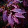 Sycoparrotia Semidecidua Purple Haze -Naturelle Boutique Sycoparrotia semidecidua Purple Haze V 16341 1