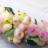 Symphorine - Symphoricarpos Orbiculatus Symphony Rave -Naturelle Boutique Symphorine Symphoricarpos orbiculatus Symphony Rave IF 19045 1