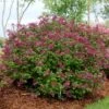 Lilas Bloomerang Dark Purple - Syringa Nain Hybride Remontant -Naturelle Boutique Syringa Bloomerang Dark Purple 82735 1