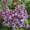 Lilas à Fleurs De Jacinthe - Syringa Hyacinthiflora Maiden's Blush -Naturelle Boutique Syringa x hyacinthiflora Maiden s Blush 82808 1