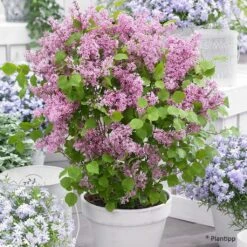 Lilas Nain - Syringa Meyeri Flowerfesta Pink