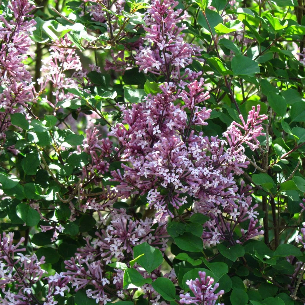 Lilas - Syringa Meyeri Palibin 3 Lilas - Syringa Meyeri Palibin