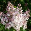 Lilas - Syringa Vulgaris Belle De Moscou -Naturelle Boutique Syringa vulgaris Belle de Moscou 82803 1