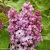 Lilas - Syringa Vulgaris Belle De Nancy -Naturelle Boutique Syringa vulgaris Belle de Nancy 84345 1