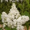 Lilas - Syringa Vulgaris Dentelle D'Anjou -Naturelle Boutique Syringa vulgaris Dentelle d Anjou 82804 1
