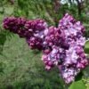 Lilas Commun - Syringa Vulgaris Paul Thirion -Naturelle Boutique Syringa vulgaris Paul Thirion copyright 1002221 1