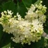 Lilas - Syringa Vulgaris Primrose -Naturelle Boutique Syringa vulgaris Primrose 82805 1