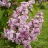 Lilas - Syringa Vulgaris Zhemchuzhina 2 Lilas - Syringa Vulgaris Zhemchuzhina -Naturelle Boutique Syringa vulgaris Zhemchuzhina 82806 1
