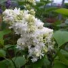 Lilas - Syringa Vulgaris Madame Lemoine 1 Lilas - Syringa Vulgaris Madame Lemoine -Naturelle Boutique Syringa vulgaris Madame Lemoine copyright 75852 1