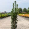 If Commun - Taxus Baccata Fastigiata Black Tower 2 If Commun - Taxus Baccata Fastigiata Black Tower -Naturelle Boutique Taxus baccata Black Tower IF 1008762 1