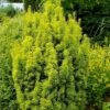 Taxus Baccata David - If Colonnaire Panaché -Naturelle Boutique Taxus baccata David 88434 1