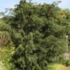 Taxus Baccata Dovastoniana - If Commun -Naturelle Boutique Taxus baccata Dovastoniana V 1008771 1