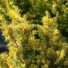 If Commun - Taxus Baccata Kupfergold 2 If Commun - Taxus Baccata Kupfergold -Naturelle Boutique Taxus baccata Kupfergold copyright 1002851 1
