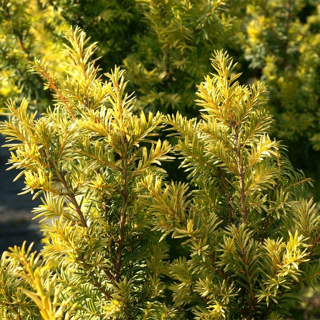 If Commun - Taxus Baccata Kupfergold 3 If Commun - Taxus Baccata Kupfergold