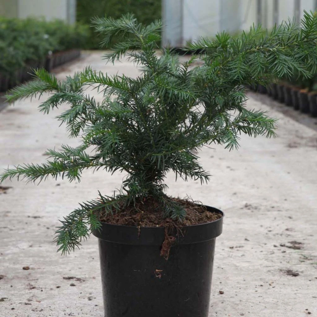 Taxus Baccata Repandens - If Commun 3 Taxus Baccata Repandens - If Commun