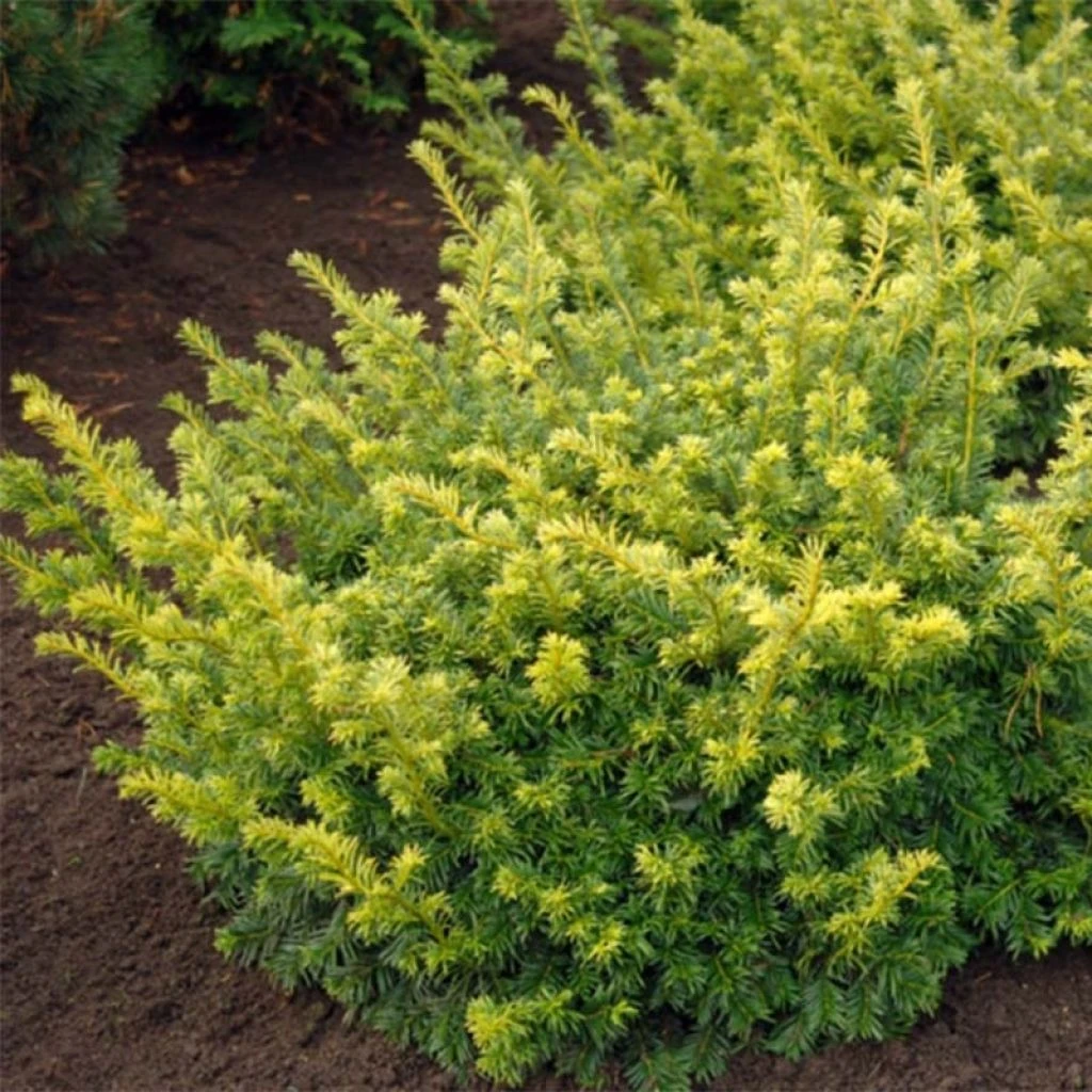 Taxus Baccata Summergold - If Commun Doré 3 Taxus Baccata Summergold - If Commun Doré
