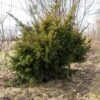 Taxus Media Densiformis - If Hybride 1 Taxus Media Densiformis - If Hybride -Naturelle Boutique Taxus media Densiformis 84353 1
