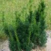 Taxus X Media Hicksii - If Hybride 2 Taxus X Media Hicksii - If Hybride -Naturelle Boutique Taxus x media Hicksii 82230 1