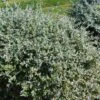 Germandrée Arbustive - Teucrium Fruticans -Naturelle Boutique Teucrium fruticans copyright 1002241 1