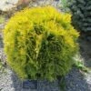 Thuya Du Canada - Thuja Occidentalis Amber Glow -Naturelle Boutique Thuja occidentalis Amber Glow LD 1008781 1