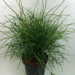 Thuya Du Canada - Thuja Occidentalis Filiformis