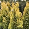 Thuya Du Canada - Thuja Occidentalis Jantar 2 Thuya Du Canada - Thuja Occidentalis Jantar -Naturelle Boutique Thuja occidentalis Jantar V 1008811 1