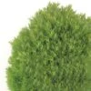 Thuja Occidentalis Teddy - Thuya Du Canada 2 Thuja Occidentalis Teddy - Thuya Du Canada -Naturelle Boutique Thuja occidentalis Teddy 0769002 1