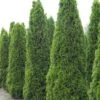 Thuja Occidentalis Totem Smaragd - Thuya Du Canada