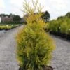 Thuya Du Canada - Thuja Occidentalis Yellow Ribbon. 1 Thuya Du Canada - Thuja Occidentalis Yellow Ribbon. -Naturelle Boutique Thuja occidentalis Yellow Ribbon 84360 1
