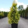 Thuya Géant - Thuja Plicata 4 Ever Goldy 1 Thuya Géant - Thuja Plicata 4 Ever Goldy -Naturelle Boutique Thuja plicata 4 EVER GOLDY 84363 1