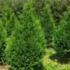 Thuja Plicata Can-Can - Thuya Compact 2 Thuja Plicata Can-Can - Thuya Compact -Naturelle Boutique Thuja plicata Can Can V 1002292 1