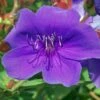 Tibouchina Groovy Baby - Tibouchina Nain 1 Tibouchina Groovy Baby - Tibouchina Nain -Naturelle Boutique Tibouchina Groovy baby 83472 1