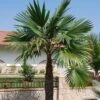 Trachycarpus Latisectus - Palmier Windamere -Naturelle Boutique Trachycarpus latisectus 89964 1