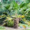 Trachycarpus Wagnerianus - Palmier Miniature -Naturelle Boutique Trachycarpus wagnerianus 82233 P