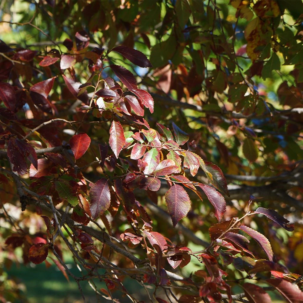 Ulmus Frontier - Orme Hybride 3 Ulmus Frontier - Orme Hybride