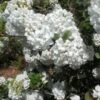 Viorne - Viburnum Eskimo 2 Viorne - Viburnum Eskimo -Naturelle Boutique Viburnum Eskimo 84371 1