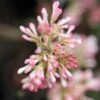 Viorne D'hiver - Viburnum Bodnantense Charles Lamont. -Naturelle Boutique Viburnum bodnantense Charles Lamont 84373 1