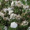 Viorne De Burkwood - Viburnum Burkwoodii Ann Russell -Naturelle Boutique Viburnum burkwoodii Ann Russell 84374 1