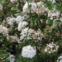 Viorne De Burkwood - Viburnum Burkwoodii Ann Russell