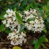Viburnum Burkwoodii Conoy - Viorne De Burkwood -Naturelle Boutique Viburnum burkwoodii Conoy 89390 1
