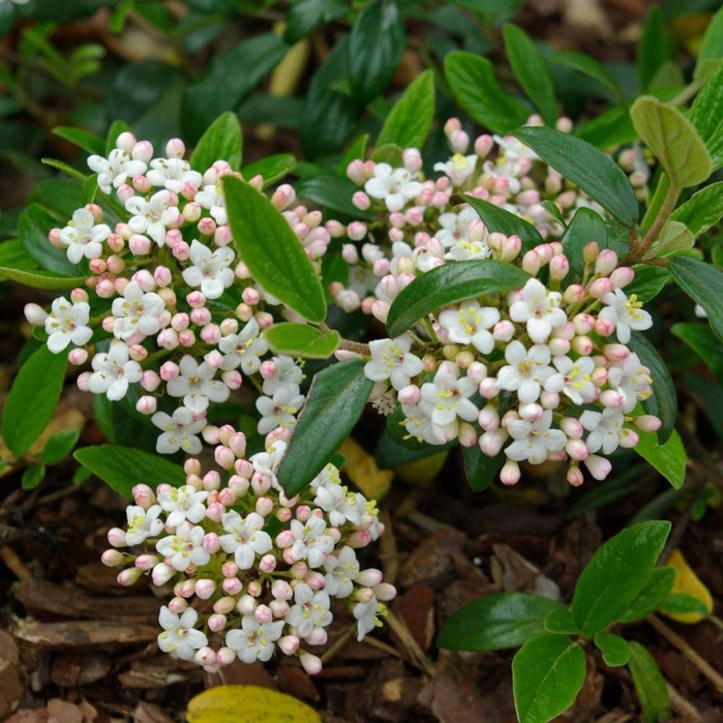 Viburnum Burkwoodii Conoy - Viorne De Burkwood 3 Viburnum Burkwoodii Conoy - Viorne De Burkwood