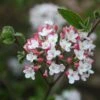 Viorne Du Burkwood - Viburnum X Burkwoodii Mohawk -Naturelle Boutique Viburnum burwoodii Mohawk copyright 1002892 1