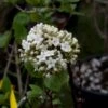 Viorne - Viburnum (x) Carlcephalum -Naturelle Boutique Viburnum carlcephalum 9631 1