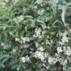 Viorne - Viburnum Hillieri Winton -Naturelle Boutique Viburnum hillieri winton ld wallygrom 9573 1