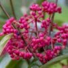 Viorne - Viburnum Nudum Brandywine -Naturelle Boutique Viburnum nudum Brandywine copyright 1008941 1