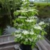 Viorne - Viburnum Plicatum Kilimandjaro -Naturelle Boutique Viburnum plicatum Kilimandjaro 84381 1