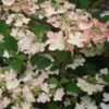 Viorne De Chine - Viburnum Plicatum Kilimanjaro Sunrise 2 Viorne De Chine - Viburnum Plicatum Kilimanjaro Sunrise -Naturelle Boutique Viburnum plicatum Kilimanjaro Sunrise 83029 1