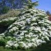 Viorne De Chine - Viburnum Plicatum Tomentosum 1 Viorne De Chine - Viburnum Plicatum Tomentosum -Naturelle Boutique Viburnum plicatum Tomentosum 1002362 1